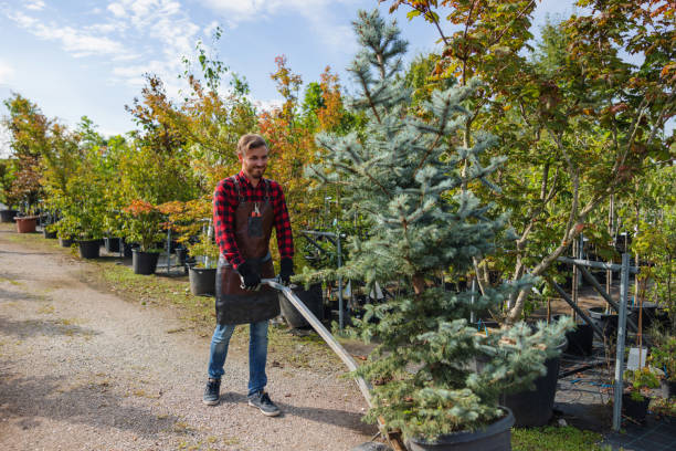 Trusted Biddeford, ME Tree Care Services Experts